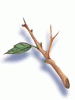 Mystic Tree Branch [0]