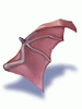 Wing of Red Bat [0]