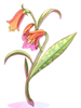 Aloe [0]