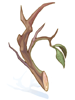 Strong Branch [0]