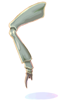 Insect Leg [0]